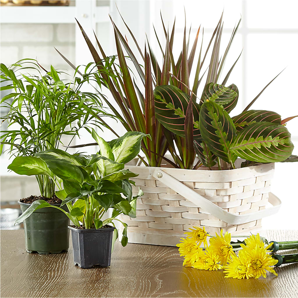 Florist Designed Blooming and Green Plants in a Basket – ILLUSIONS FLORAL & GIFTS LLC, Marshfield WI