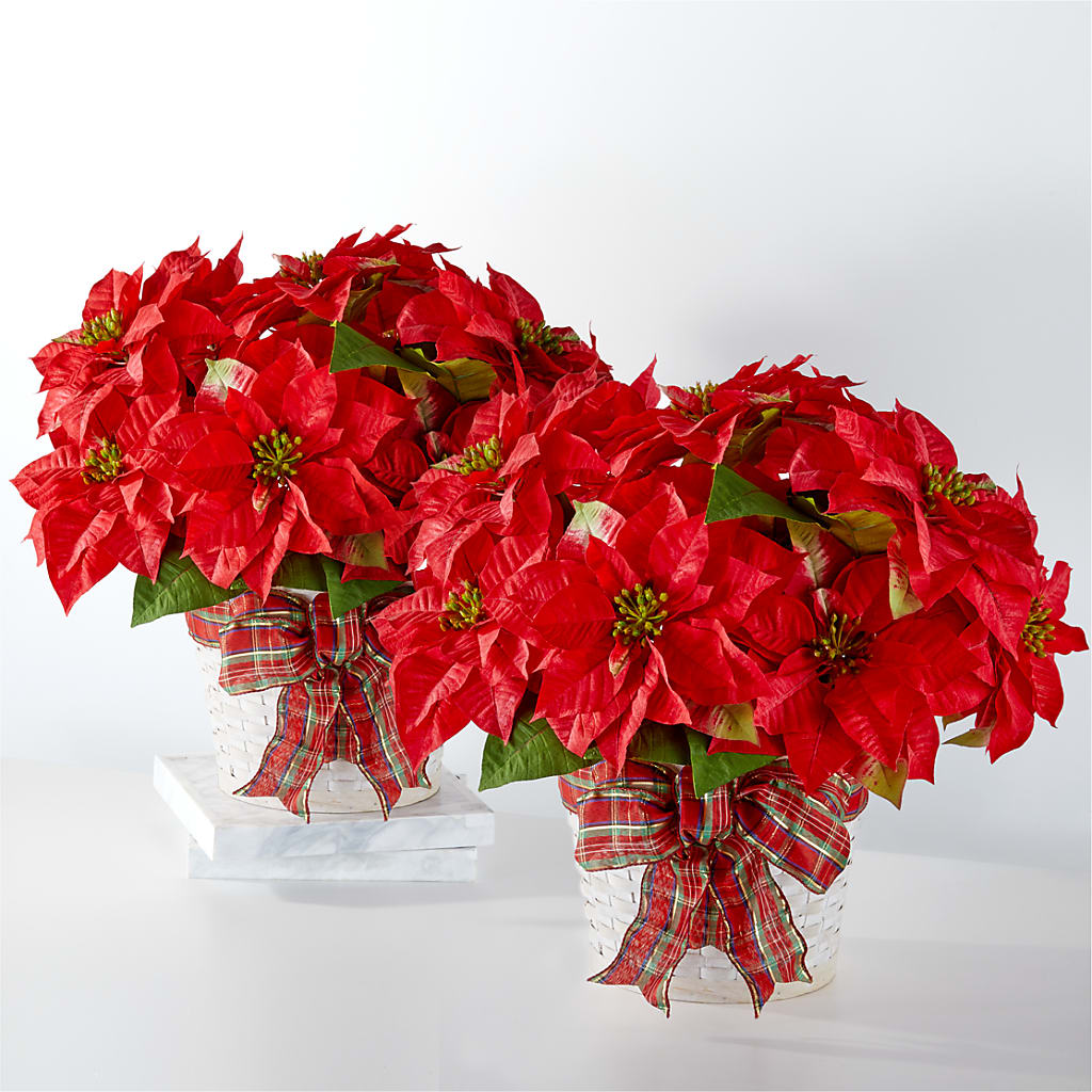 Happiest Holidays Poinsettia Bundle – ILLUSIONS FLORAL & GIFTS LLC, Marshfield WI