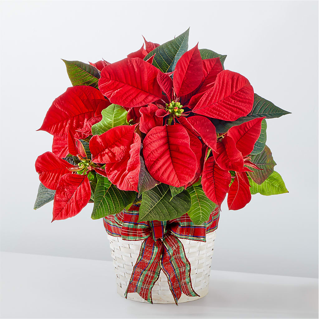 Happiest Holidays Poinsettia – ILLUSIONS FLORAL & GIFTS LLC, Marshfield WI