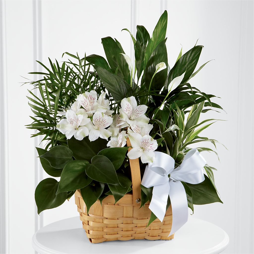 Peace & Serenity Dishgarden – ILLUSIONS FLORAL & GIFTS LLC, Marshfield WI