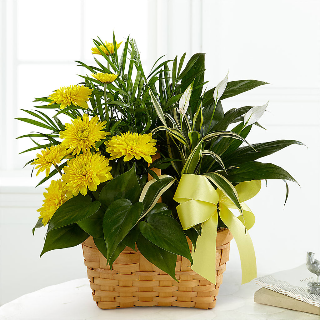 Loving Light Dishgarden – ILLUSIONS FLORAL & GIFTS LLC, Marshfield WI