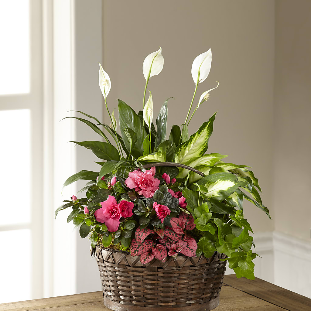 Dream in Pink Dishgarden – ILLUSIONS FLORAL & GIFTS LLC, Marshfield WI