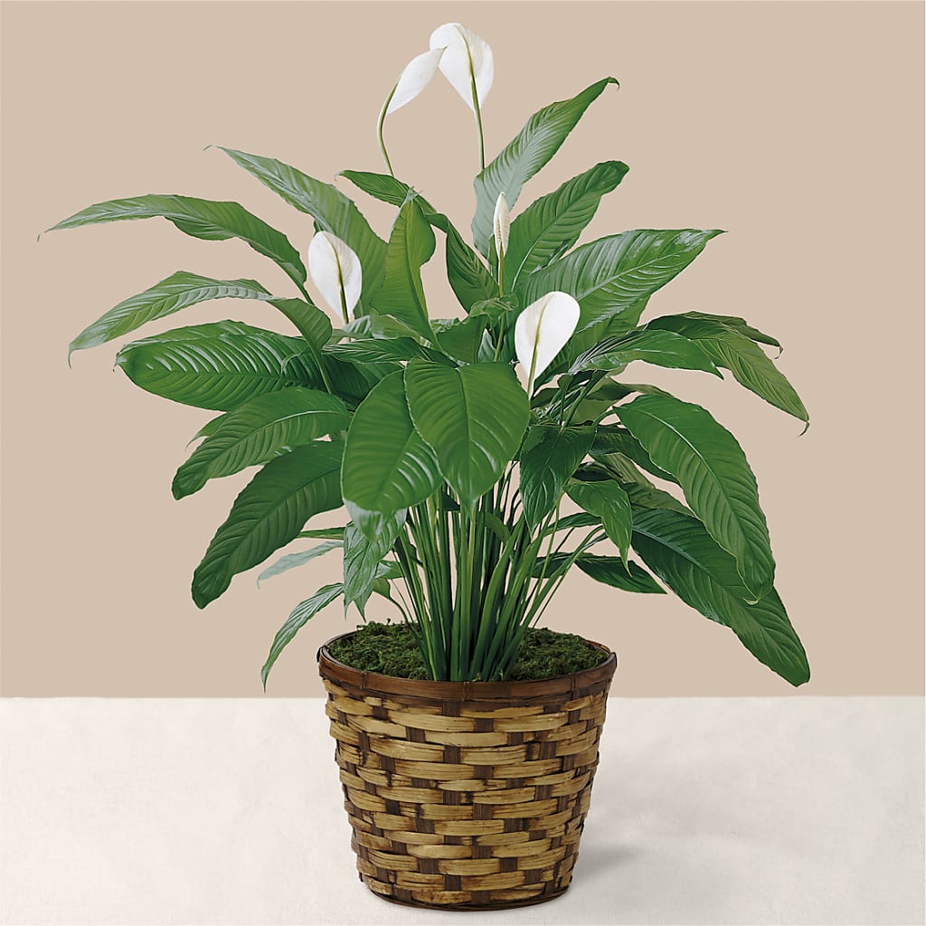 Tranquil Moments Peace Lily Plant – ILLUSIONS FLORAL & GIFTS LLC, Marshfield WI