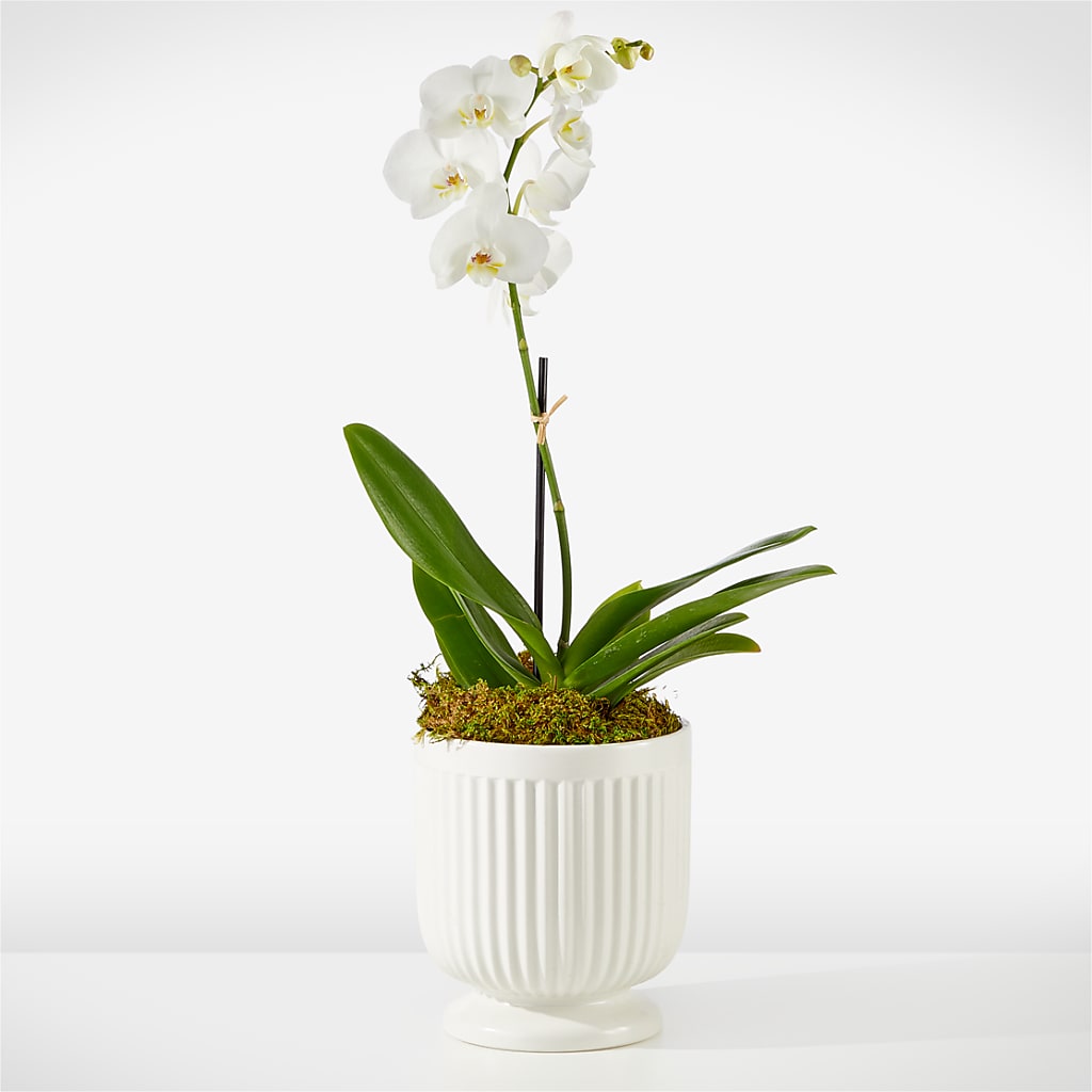 Whispering White Orchid – ILLUSIONS FLORAL & GIFTS LLC, Marshfield WI