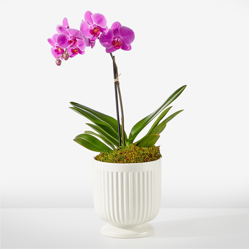Friendly Fuchsia Orchid – ILLUSIONS FLORAL & GIFTS LLC, Marshfield WI