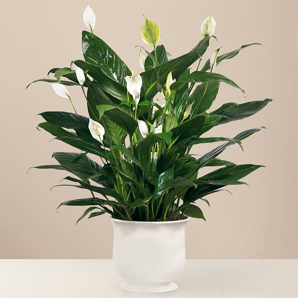 Comfort Planter – ILLUSIONS FLORAL & GIFTS LLC, Marshfield WI