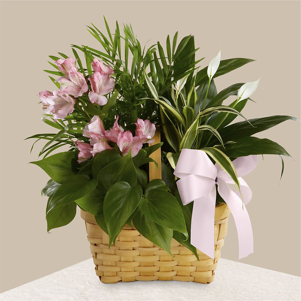Living Spirit Dishgarden – ILLUSIONS FLORAL & GIFTS LLC, Marshfield WI