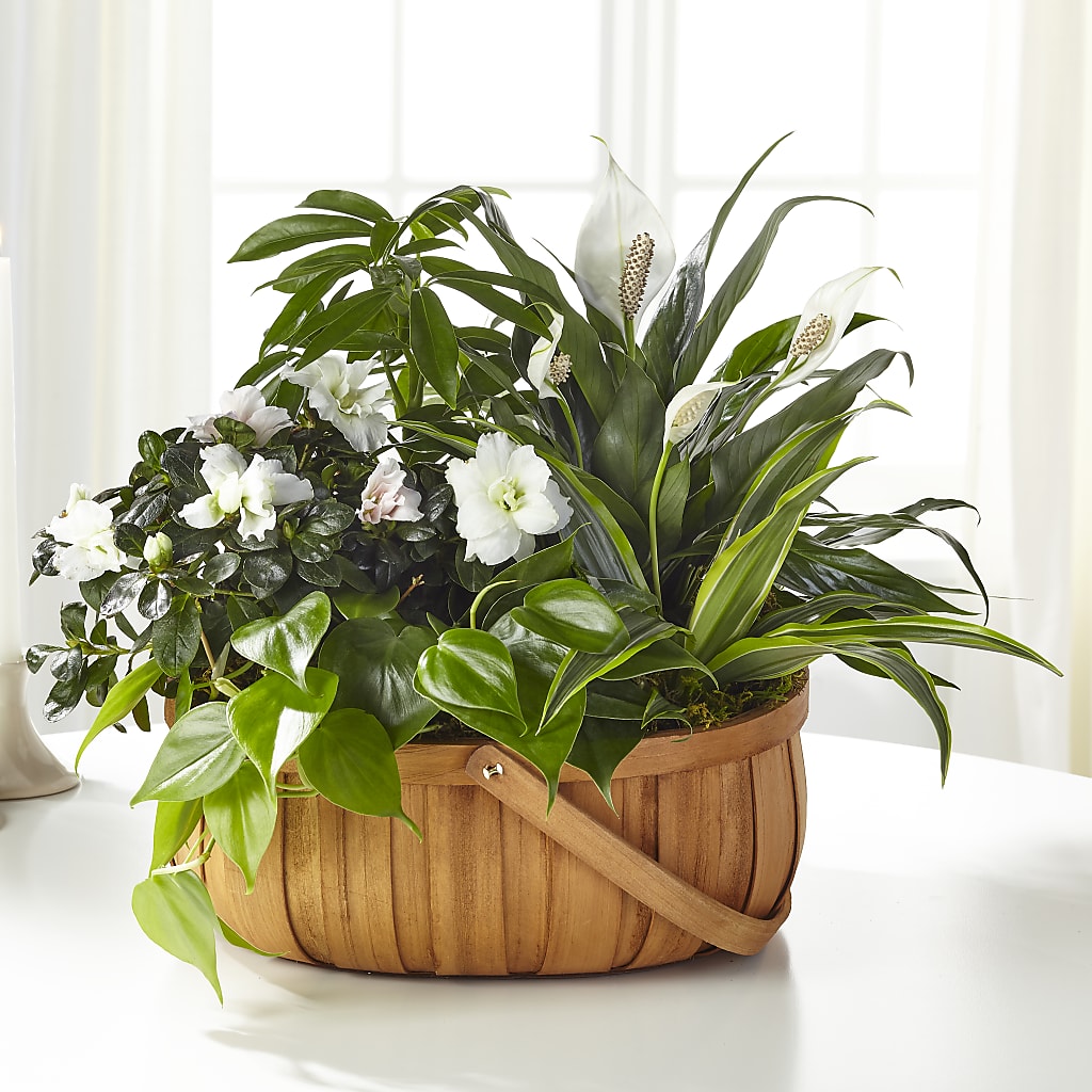 Serene Dishgarden – ILLUSIONS FLORAL & GIFTS LLC, Marshfield WI