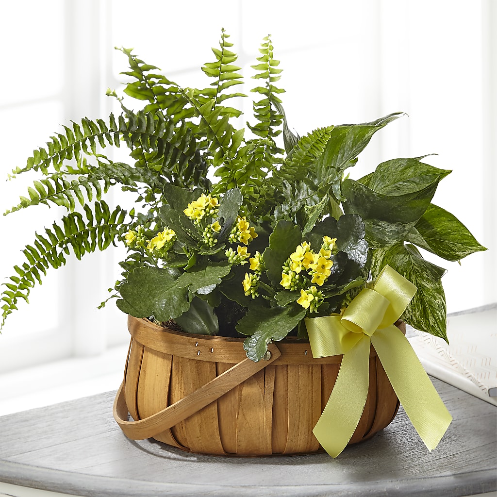 Always Dear Dishgarden – ILLUSIONS FLORAL & GIFTS LLC, Marshfield WI