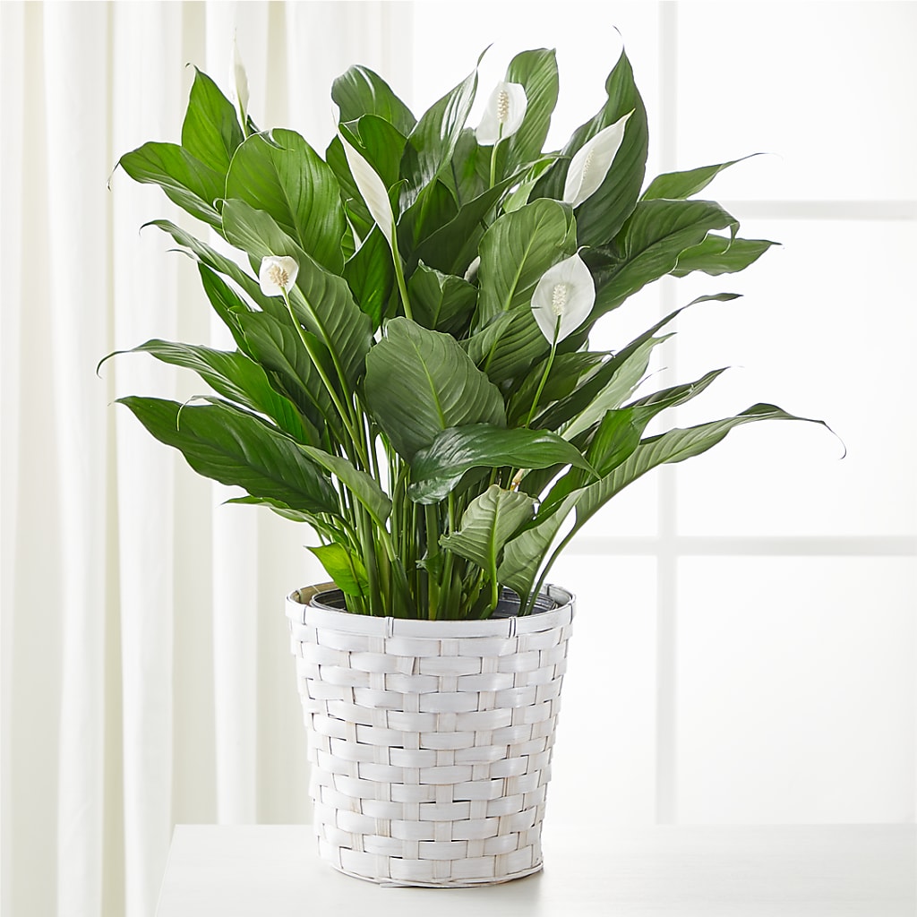 A New Leaf Peace Lily – ILLUSIONS FLORAL & GIFTS LLC, Marshfield WI