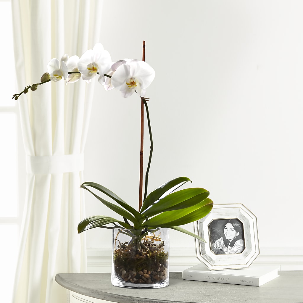White Orchid Planter – ILLUSIONS FLORAL & GIFTS LLC, Marshfield WI