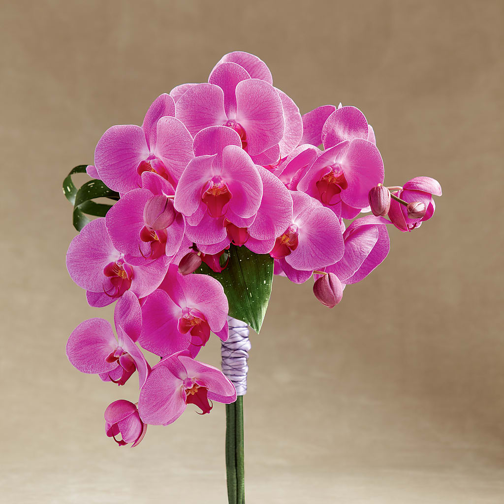Glorious Bouquet – ILLUSIONS FLORAL & GIFTS LLC, Marshfield WI