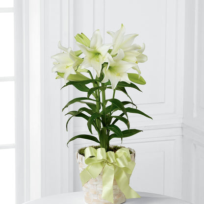 Easter Lily Plant – ILLUSIONS FLORAL & GIFTS LLC, Marshfield WI