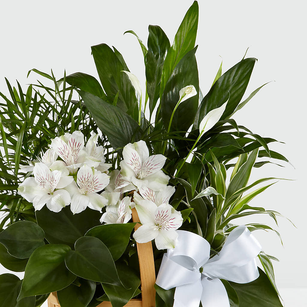 Peace & Serenity Dishgarden – ILLUSIONS FLORAL & GIFTS LLC, Marshfield WI