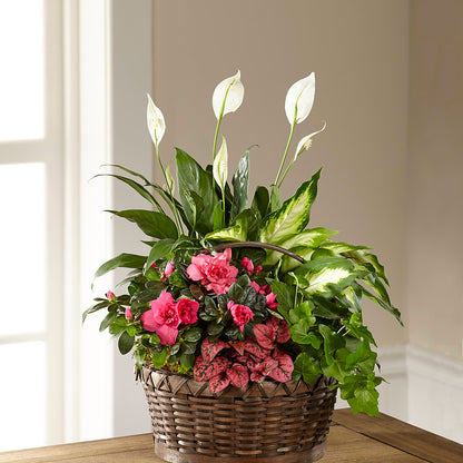 Dream in Pink Dishgarden – ILLUSIONS FLORAL & GIFTS LLC, Marshfield WI