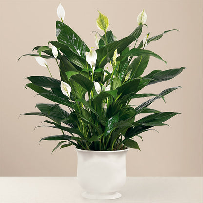 Comfort Planter – ILLUSIONS FLORAL & GIFTS LLC, Marshfield WI