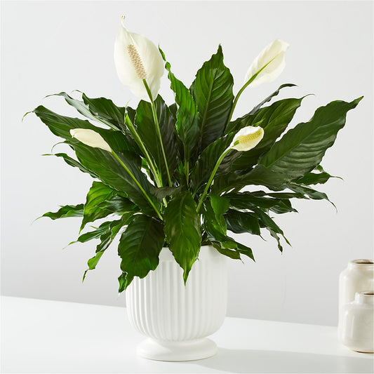 Comfort Planter – ILLUSIONS FLORAL & GIFTS LLC, Marshfield WI