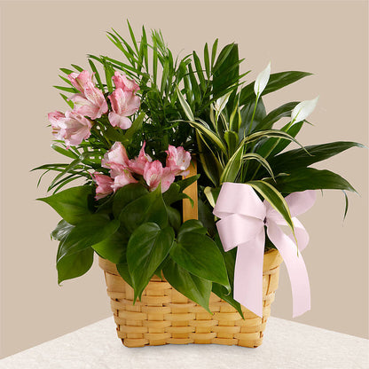 Living Spirit Dishgarden – ILLUSIONS FLORAL & GIFTS LLC, Marshfield WI