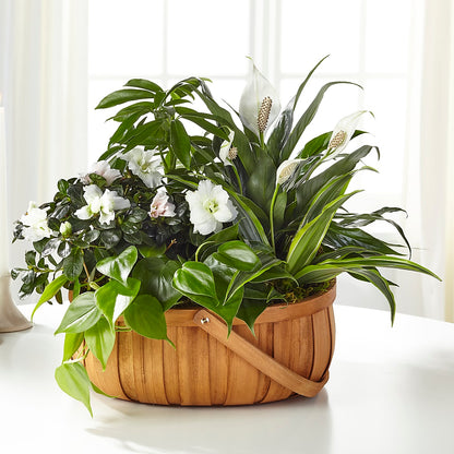 Serene Dishgarden – ILLUSIONS FLORAL & GIFTS LLC, Marshfield WI