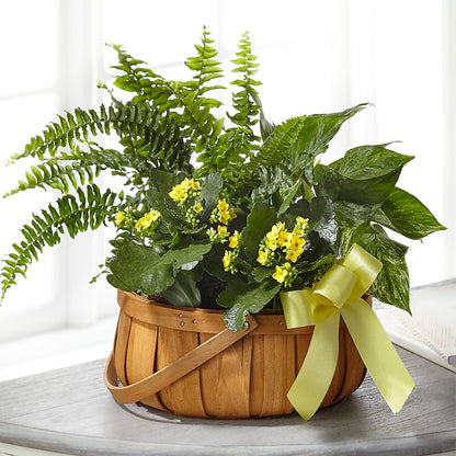 Always Dear Dishgarden – ILLUSIONS FLORAL & GIFTS LLC, Marshfield WI