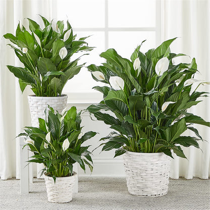 A New Leaf Peace Lily – ILLUSIONS FLORAL & GIFTS LLC, Marshfield WI