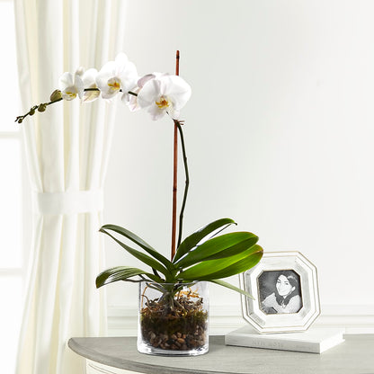 White Orchid Planter – ILLUSIONS FLORAL & GIFTS LLC, Marshfield WI